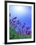 Lavender-null-Framed Photographic Print