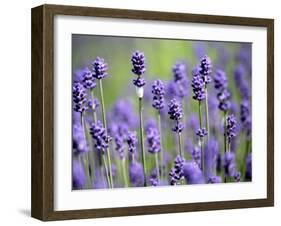 Lavender-null-Framed Photographic Print