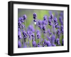 Lavender-null-Framed Photographic Print