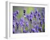 Lavender-null-Framed Photographic Print