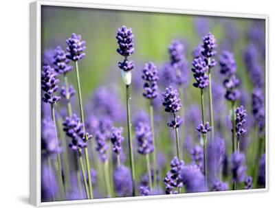 'Lavender' Photographic Print | AllPosters.com