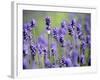 Lavender-null-Framed Photographic Print