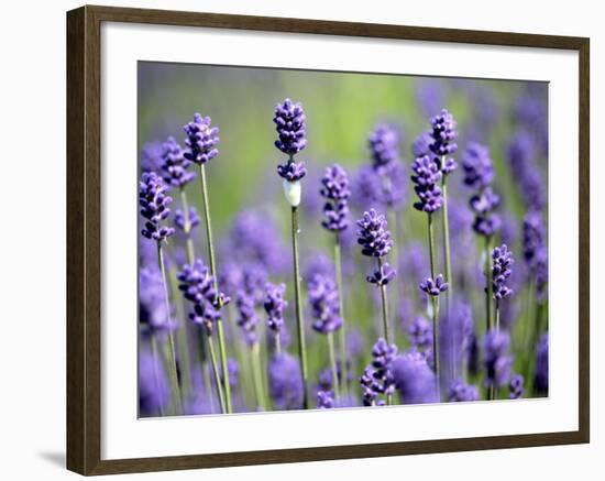 Lavender-null-Framed Photographic Print