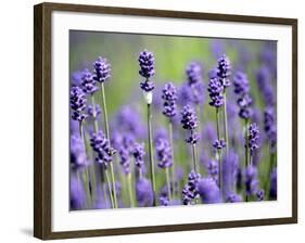 Lavender-null-Framed Photographic Print