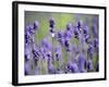 Lavender-null-Framed Photographic Print