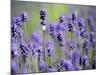 Lavender-null-Mounted Photographic Print