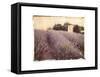 Lavender-Amy Melious-Framed Stretched Canvas