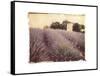 Lavender-Amy Melious-Framed Stretched Canvas