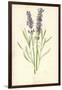 Lavender-Frederick Edward Hulme-Framed Giclee Print