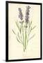 Lavender-Frederick Edward Hulme-Framed Giclee Print