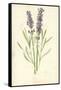 Lavender-Frederick Edward Hulme-Framed Stretched Canvas