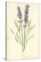 Lavender-Frederick Edward Hulme-Stretched Canvas