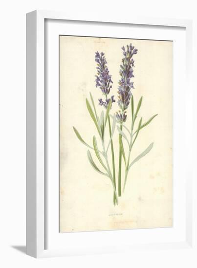 Lavender-Frederick Edward Hulme-Framed Giclee Print