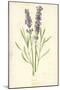 Lavender-Frederick Edward Hulme-Mounted Giclee Print