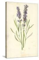 Lavender-Frederick Edward Hulme-Stretched Canvas