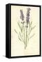 Lavender-Frederick Edward Hulme-Framed Stretched Canvas