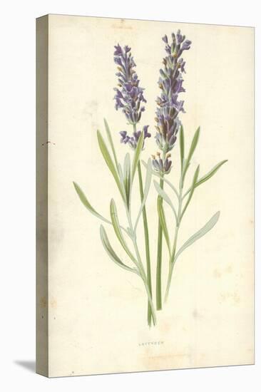 Lavender-Frederick Edward Hulme-Stretched Canvas