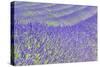 Lavender-Cora Niele-Stretched Canvas