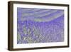 Lavender-Cora Niele-Framed Giclee Print