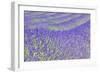 Lavender-Cora Niele-Framed Giclee Print