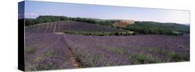 Lavenders Growing in a Field, Provence, France-null-Stretched Canvas