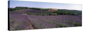 Lavenders Growing in a Field, Provence, France-null-Stretched Canvas