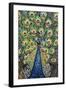 Lavish Peacock II-Carolee Vitaletti-Framed Art Print