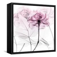 Lavish Pink Rose-Albert Koetsier-Framed Stretched Canvas