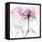 Lavish Pink Rose-Albert Koetsier-Framed Stretched Canvas