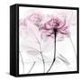 Lavish Pink Rose-Albert Koetsier-Framed Stretched Canvas