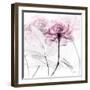 Lavish Pink Rose-Albert Koetsier-Framed Photographic Print