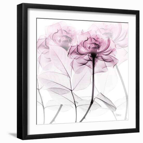 Lavish Pink Rose-Albert Koetsier-Framed Photographic Print