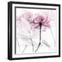 Lavish Pink Rose-Albert Koetsier-Framed Photographic Print