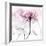 Lavish Pink Rose-Albert Koetsier-Framed Photographic Print