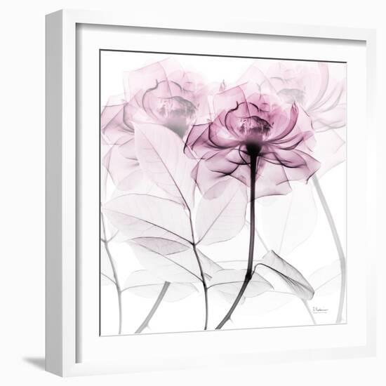 Lavish Pink Rose-Albert Koetsier-Framed Photographic Print