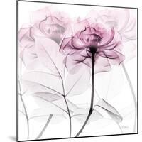 Lavish Pink Rose-Albert Koetsier-Mounted Photographic Print