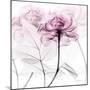 Lavish Pink Rose-Albert Koetsier-Mounted Photographic Print