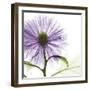 Lavish Purple Chrysanthemum-Albert Koetsier-Framed Art Print