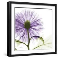 Lavish Purple Chrysanthemum-Albert Koetsier-Framed Art Print