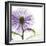 Lavish Purple Chrysanthemum-Albert Koetsier-Framed Art Print