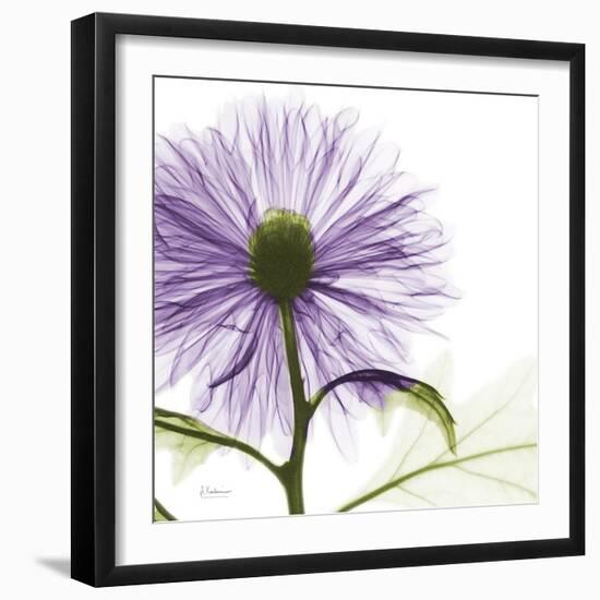 Lavish Purple Chrysanthemum-Albert Koetsier-Framed Art Print