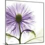 Lavish Purple Chrysanthemum-Albert Koetsier-Mounted Art Print