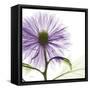 Lavish Purple Chrysanthemum-Albert Koetsier-Framed Stretched Canvas