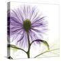 Lavish Purple Chrysanthemum-Albert Koetsier-Stretched Canvas