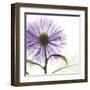 Lavish Purple Chrysanthemum-Albert Koetsier-Framed Art Print