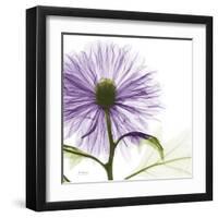 Lavish Purple Chrysanthemum-Albert Koetsier-Framed Art Print