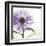 Lavish Purple Chrysanthemum-Albert Koetsier-Framed Art Print