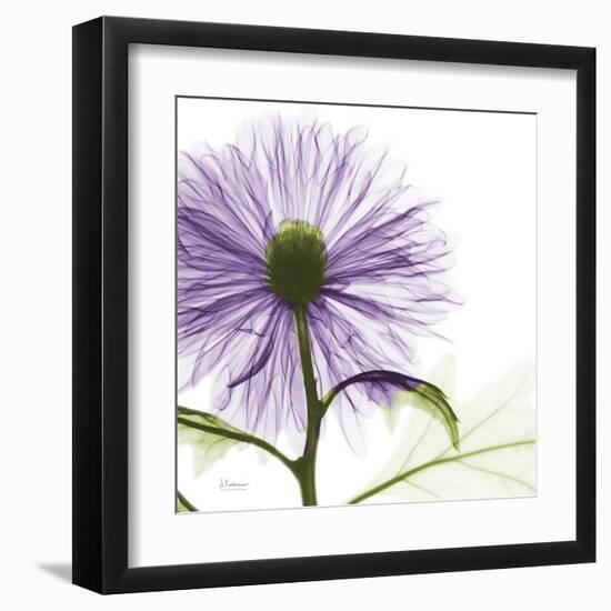 Lavish Purple Chrysanthemum-Albert Koetsier-Framed Art Print