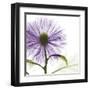 Lavish Purple Chrysanthemum-Albert Koetsier-Framed Art Print