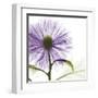 Lavish Purple Chrysanthemum-Albert Koetsier-Framed Art Print